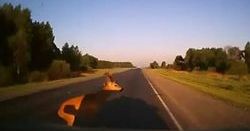 Zwierzyna vs auto. Wszyscy przegrywają