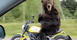 #dziejesiewmoto [150]: niedźwiedź na motocyklu, wypadek na Nurburgringu i szybka motorówka