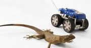 Skaczące jaszczurki i dinozaury inspirują twórców robotów