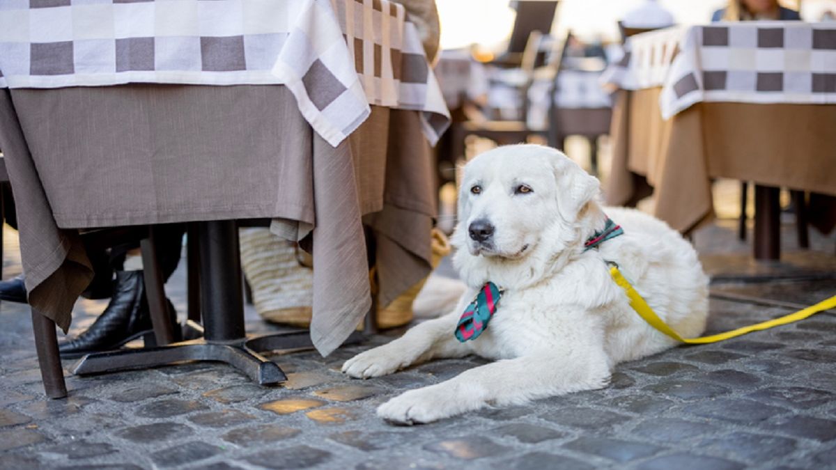 Poszła z psem do restauracji. Fot. GettyImages