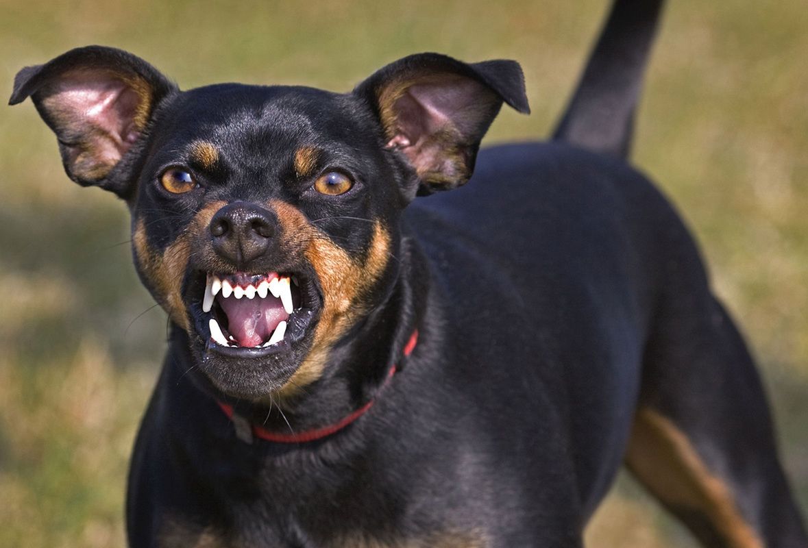 Internauci chwalą psy, które zagryzły człowieka. "To skandal", mówią politycy