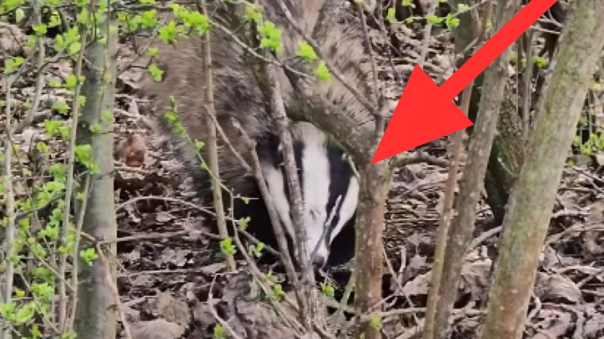 Leśnikom udało się nagrać borsuka