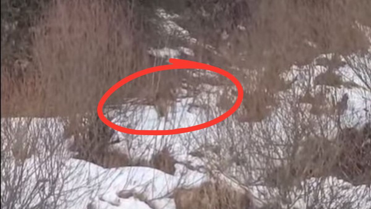 Wilk na leśnej drodze. Nagranie z Bieszczadów