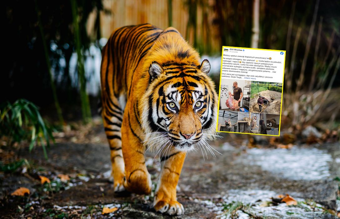 Zoo szuka opiekunów tygrysów. Wiadomo, ile można zarobić