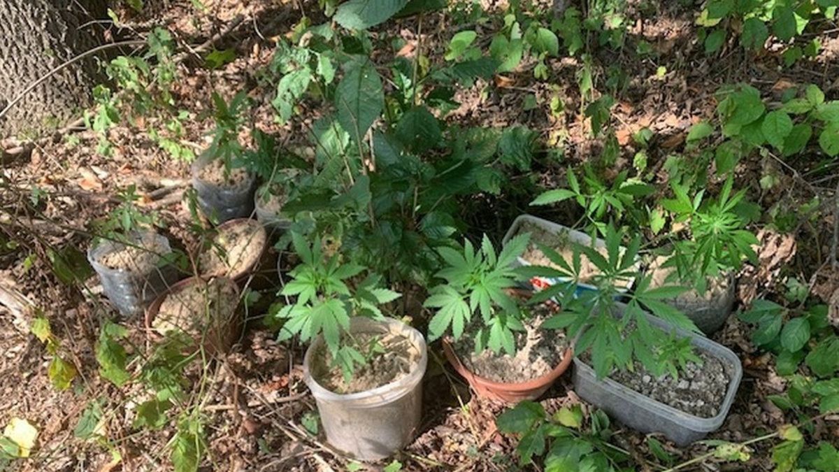 Uprawiał konopie. Wiadomo, co mu grozi