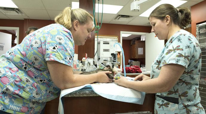 Weterynarz do zadań specjalnych