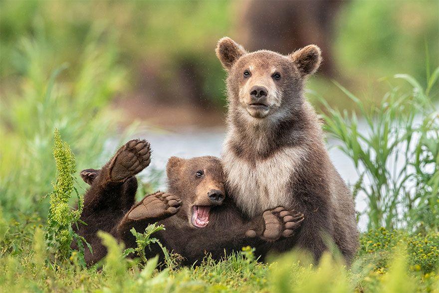 Najzabawniejsze zwierzęta świata powracają. Ci fotografowie mieli szczęście 8