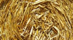 Terapia sianem dla zestresowanych (WIDEO)