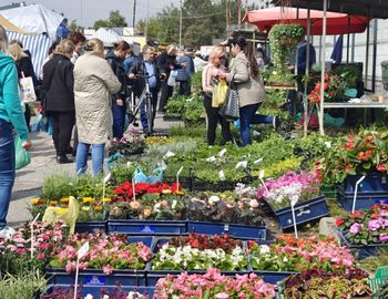 Warszawa: Powraca ulubiona akcja. Darmowe kwiaty dla mieszkańców. Gdzie i kiedy je odebrać?