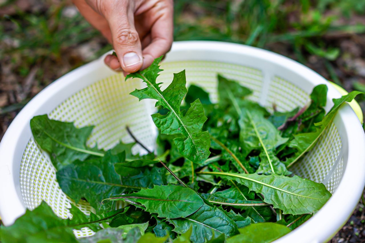 Rośnie pod nogami. Zamiast deptać, zerwij do sałatki, bo wzmacnia kości i poprawia trawienie