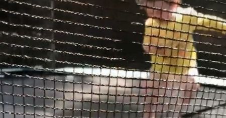 Dziecko skakało na trampolinie. Nagle zobaczyło wpadło w przerażenie