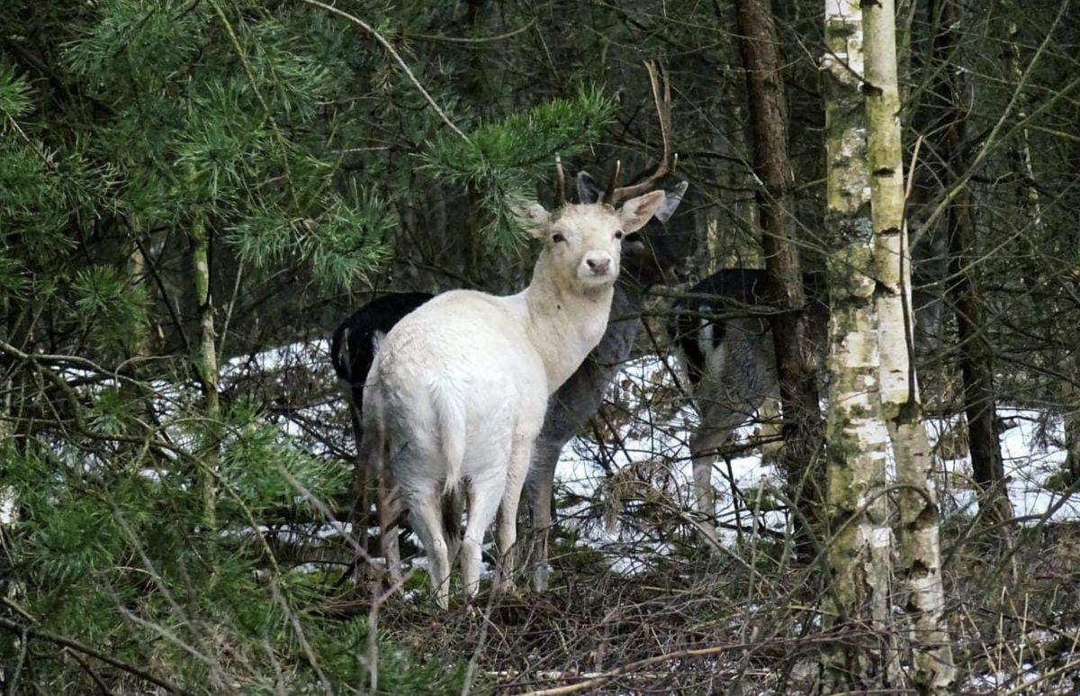 Biały daniel w Nadleśnictwie Żmigród czeka tylko, aż w lesie zrobi się całkiem biało. Leśnicy, prezentując zdjęcie na Twitterze, skomentowali, że to kamuflaż idealny (Nadleśnictwo Żmigród, M.Broda)