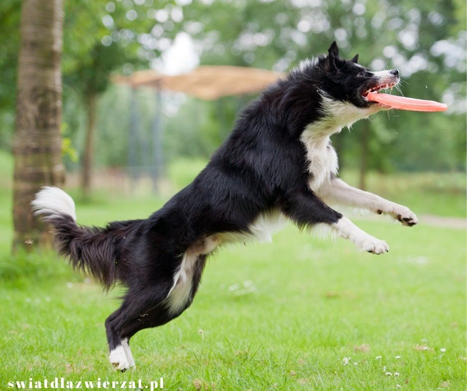 border collie pies frisbee