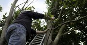 Drzewa sąsiada zasłaniają słońce? Prawo mówi jasno