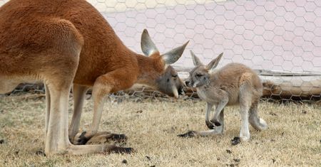 Tragiczna śmierć 11 kangurów w opolskim zoo. Jest specjalne oświadczenie