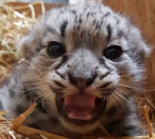 Warszawa. W stołecznym ZOO na świat przyszedł malutki irbis