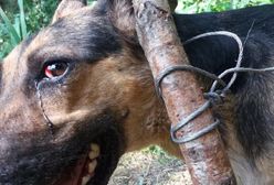 Podlesie Wysokie. W lesie znaleziono psa uwiązanego na stalowej lince