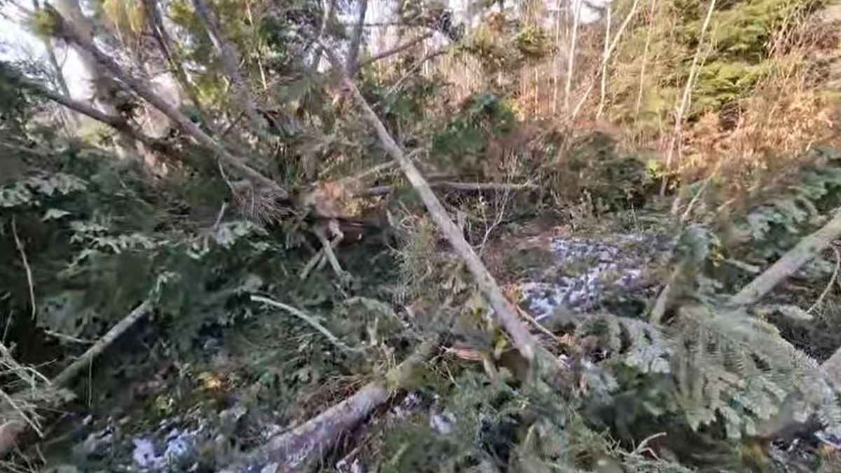 Nadleśnictwo Ustrzyki Dolne, 