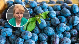 Bosacka porównała śliwki z energetykami. "Poprawiają nam nastrój"