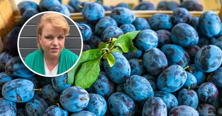 Bosacka porównała śliwki z energetykami. "Poprawiają nam nastrój"