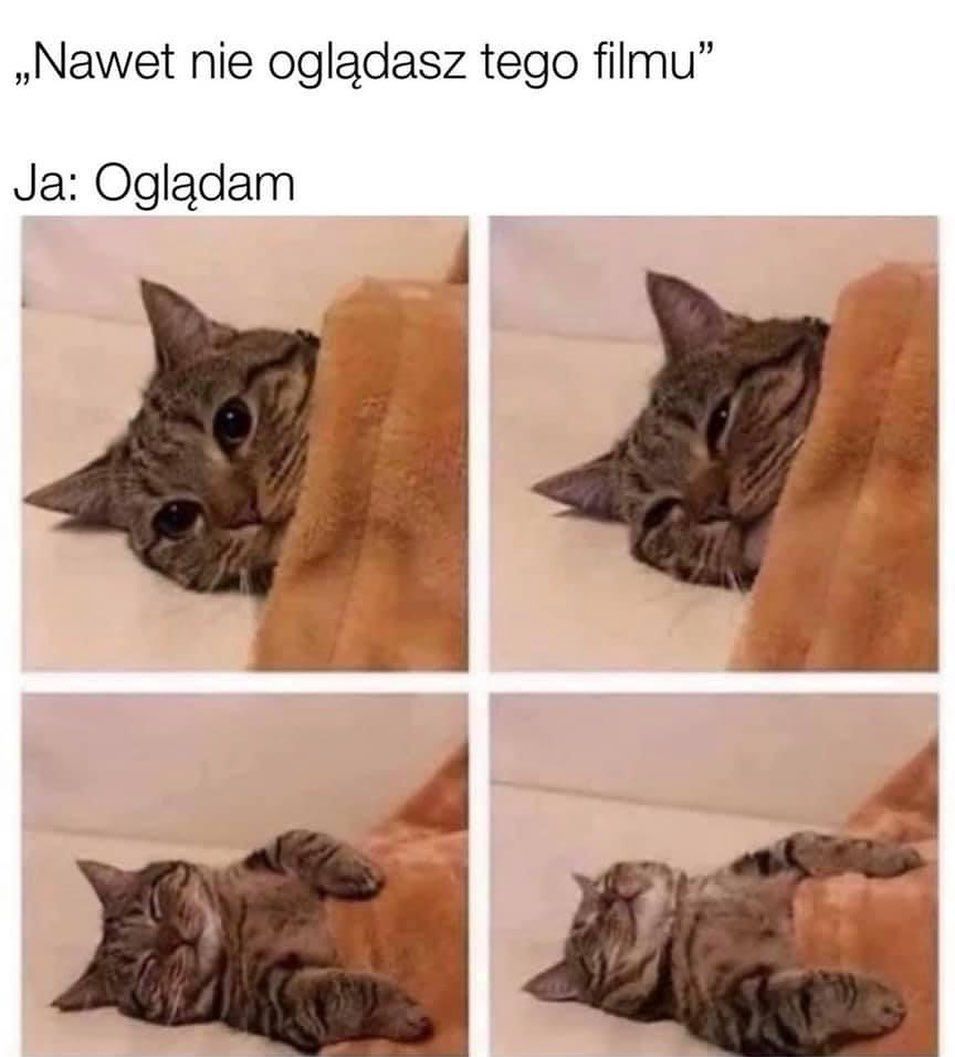 Memy na Dzień Kota
