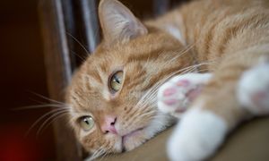 Właściciele kotów z nowym obowiązkiem. Jest kluczowa poprawka do projektu