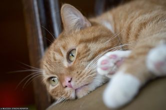 Właściciele kotów z nowym obowiązkiem. Jest kluczowa poprawka do projektu