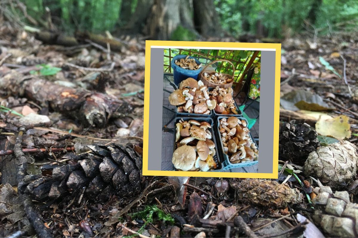 Obfite grzybobranie. W lesie zebrał 4 skrzynie