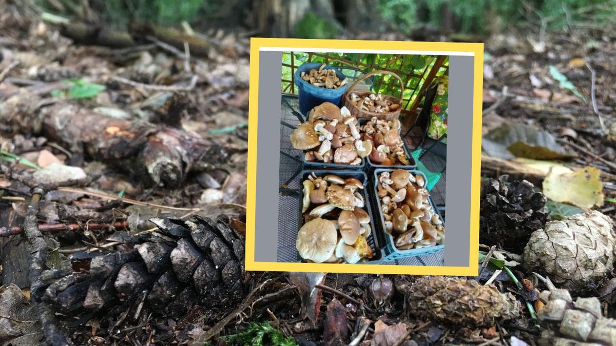 Cztery skrzynie pełne grzybów z Niekłania Wielkiego