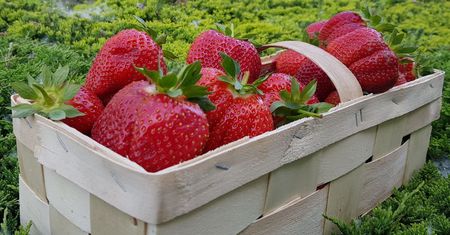 200 kg truskawek zniknęło. Samorząd apeluje o czujność