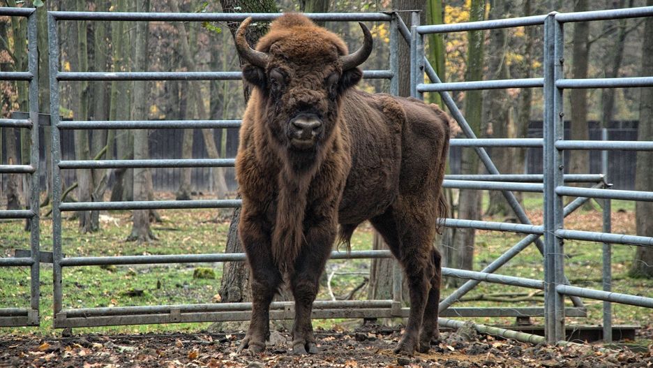 Pokazowa Zagroda Żubrów w Pszczynie.