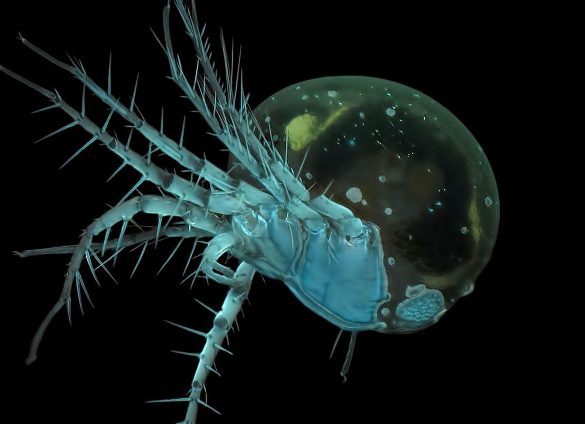 Wspaniały świat z bliska, czyli finaliści Nikon’s Small World 2016. Polacy wśród wyróżnionych 11