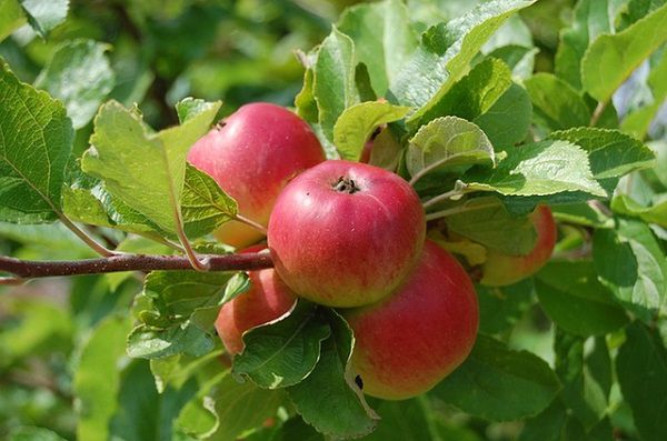 Wpływ kompleksów biostymulujących na wielkość i jakość plonu jabłoni