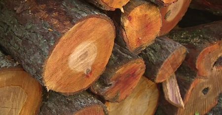 Rośnie zainteresowanie drewnem opałowym. “Ceny kształtują się mniej więcej na poziomie tych zeszłego roku”