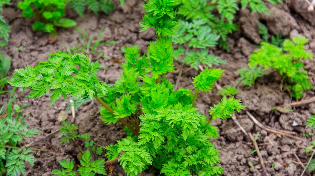 Przypomina pietruszkę, ale jest trująca. Uważaj na niebezpieczną roślinę