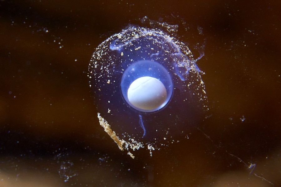 W słoweńskiej jaskini znaleziono „smocze jaja”. Może się z nich wykluć nawet kilkadziesiąt osobników