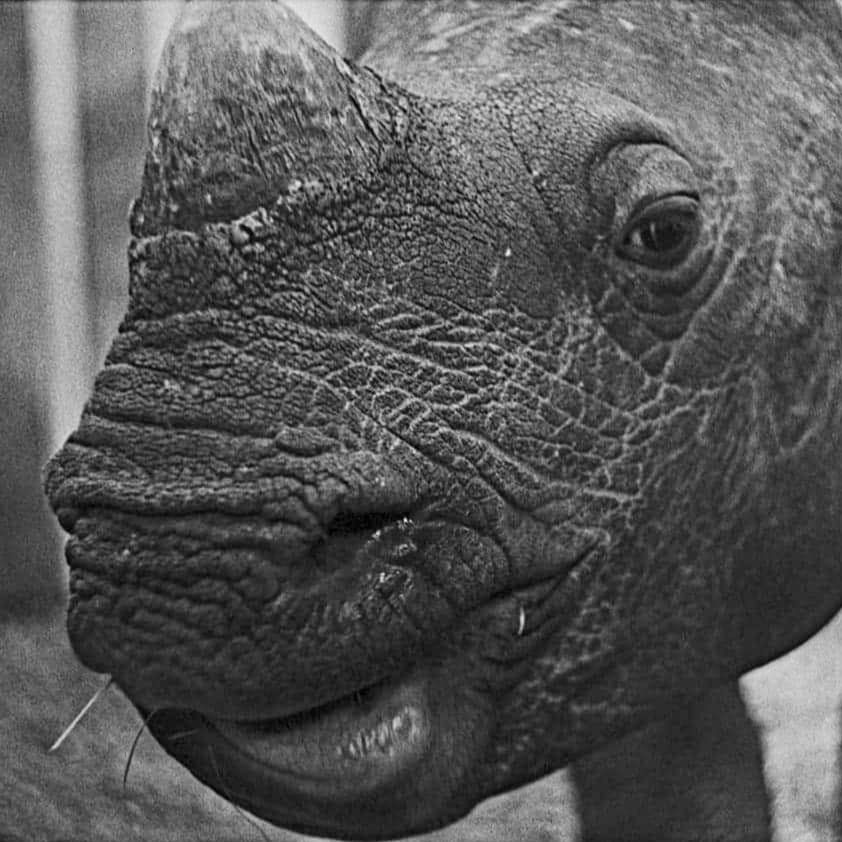 Warszawskie Zoo. Nie żyje młody nosorożec Jung