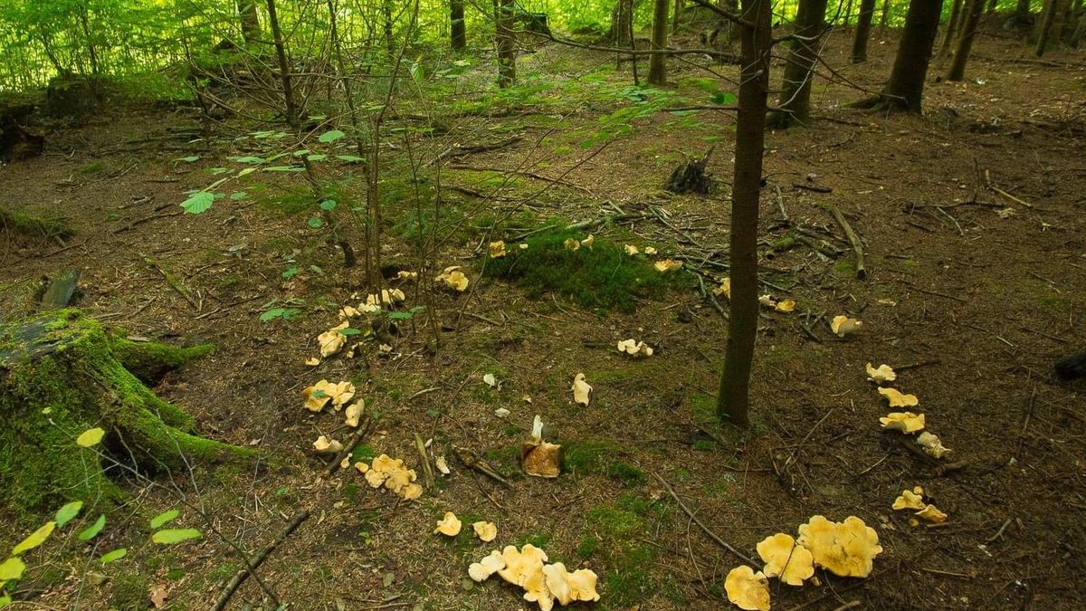 W polskich lasach znów pojawiły się czarcie kręgi, nie ma jednak powodów do obaw