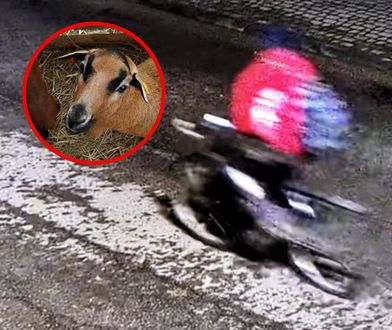 Ukradł baranka z szopki bożonarodzeniowej. Szokujące tłumaczenie