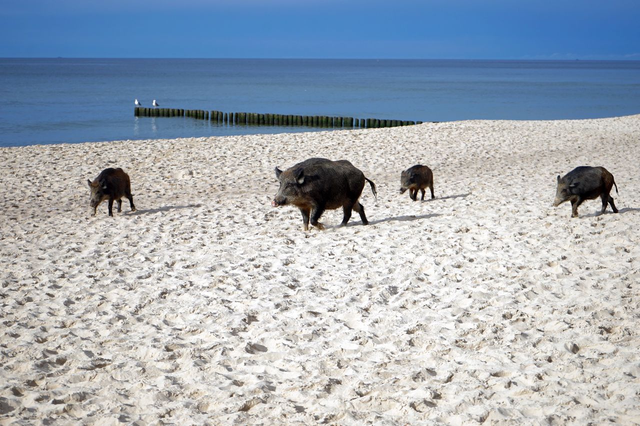 Szok na plaży w Karwi. Dzik poturbował ludzi