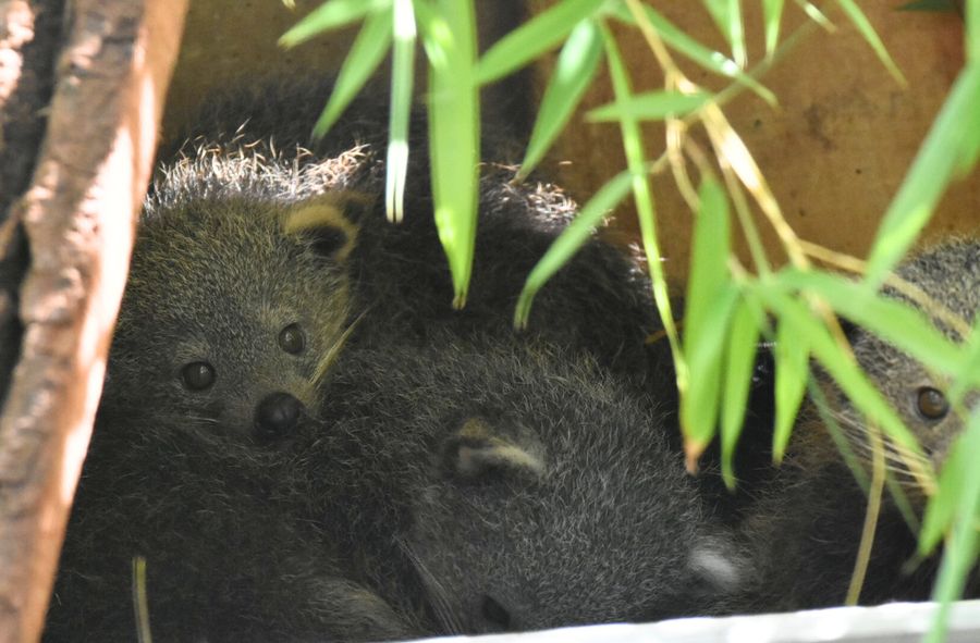 W ZOO w Zamościu urodziły się kotoniedźwiedzie