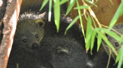 Niespodzianka w ZOO. Na świat przyszły urocze drapieżniki