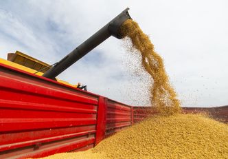 "To nierówna walka". Rolnicy ponaglają ministra ws. importu soi