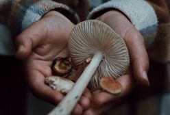 Grzyby zbierają śmiertelne żniwo. Australijska rodzina nie żyje