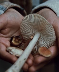 Grzyby zbierają śmiertelne żniwo. Australijska rodzina nie żyje