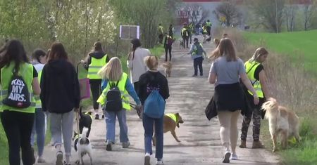 16 psów ze schroniska w Świdnicy paradowało w “marszu bezdomniaków”. “Każdy psiak zasługuje na kochającego właściciela”