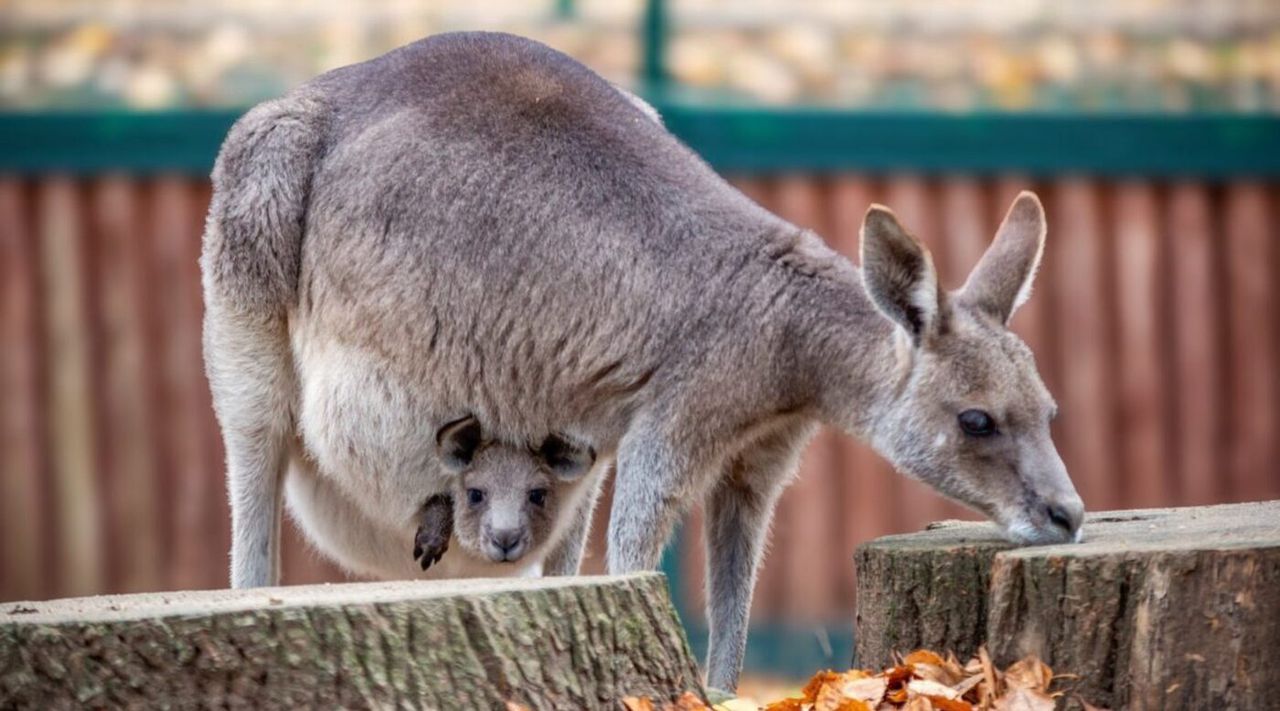 Poznań: Zoo zaprasza na rodzinny piknik z wyjątkową misją