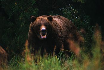 Dramatyczne zdarzenia na Podkarpaciu. Nie żyje kobieta