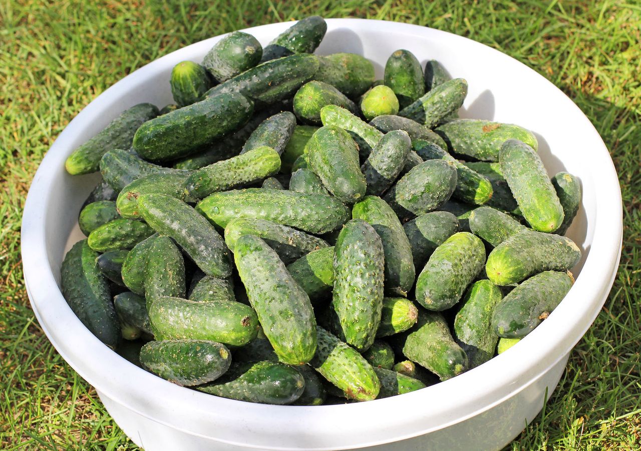 Czy znasz właściwości skórek ogórka? Lepiej nie wyrzucaj obierków