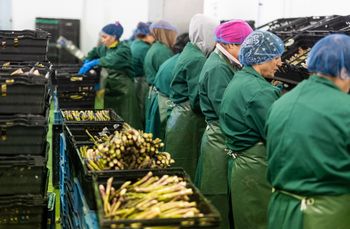 Holendrzy rozczarowani. Chodzi o Polaków. "Zostawili nas na lodzie"